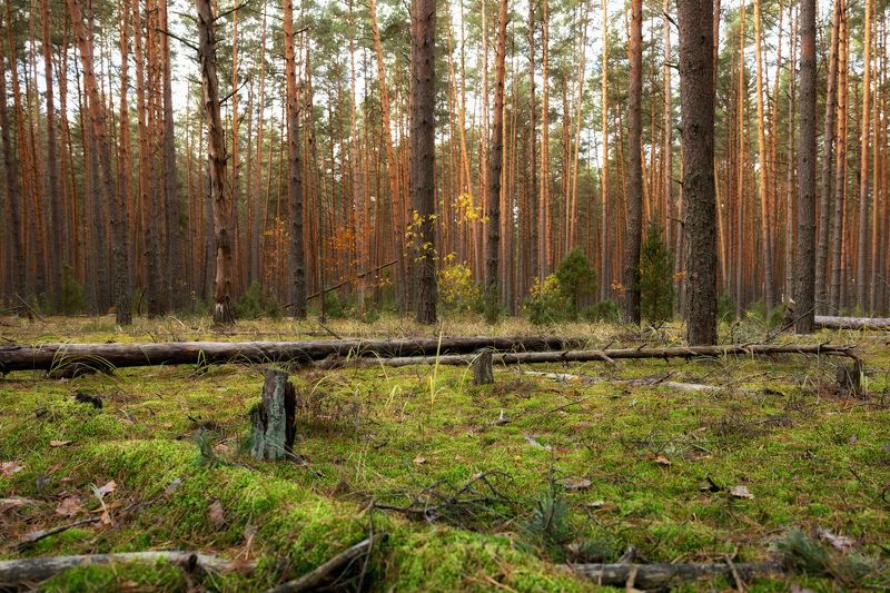 В сосновом лесуphoto preview