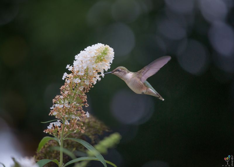 Hummingbirdphoto preview
