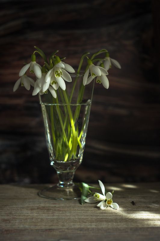 галантусы, подснежники, весна, цветы Нежностьphoto preview