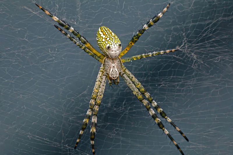 Cyrtophora moluccensis, spider, small, animal, macro, focus, garden, wep, beauty, nature Cyrtophora moluccensisphoto preview