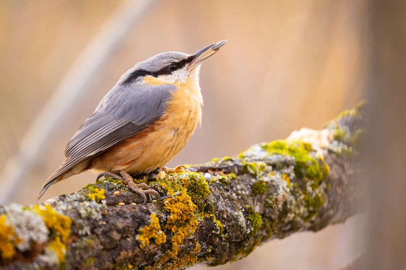 Nuthatchphoto preview