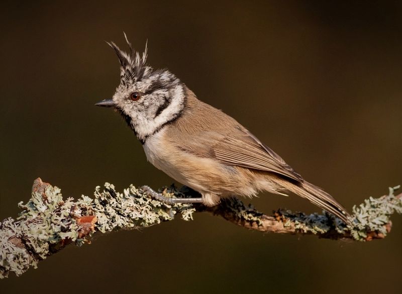 синица, гренадерка, хохлатая синица, птица, птицы, birds, фотоохота, nature, wildlife Хохлатая синицаphoto preview