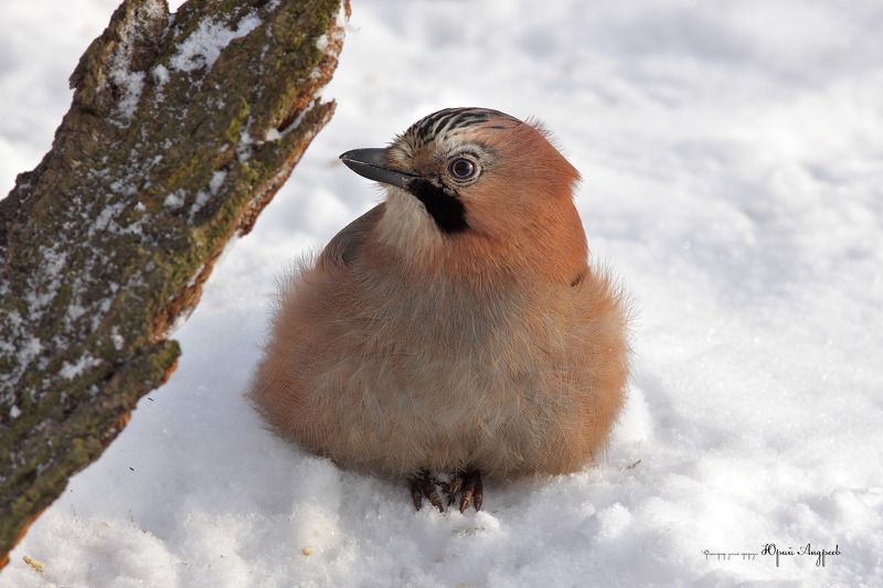 сойка, зима, снег Сойкина зима фото превью
