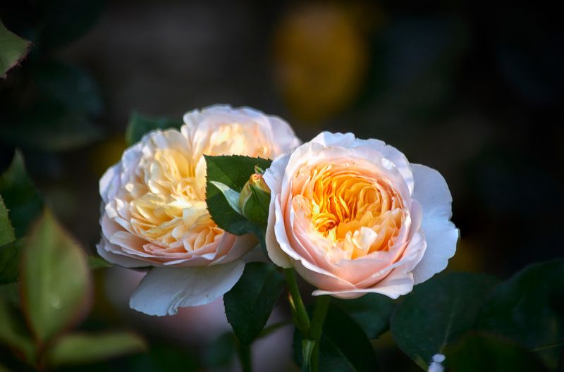 Моя Джульетта…. Одна из первых срезочных роз выведенных  гуру селекции  , англичанином Давидом Остином. Элегантные цветы сочетают в себе красивую старинную форму, мягкие персиковые оттенки и легкий аромат чайной розы!На ее создание он потратил 14 лет жизнphoto preview