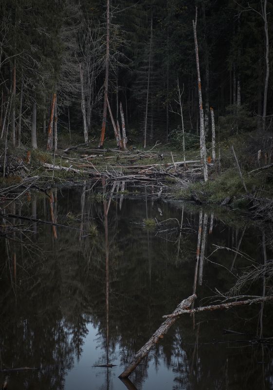 Цапляphoto preview