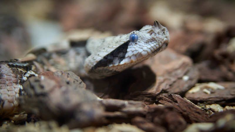 Габонская гадюка кассава (ЮАР) фото превью