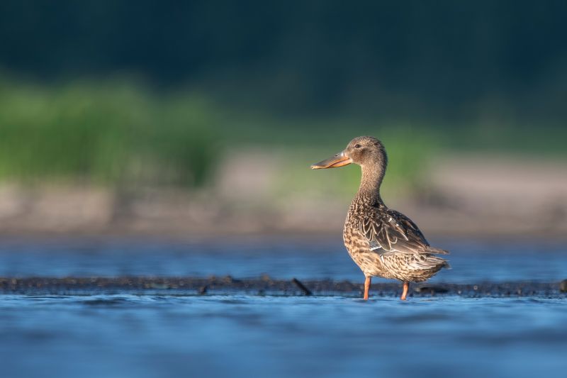 широконоска, утка Тётушка Клювдияphoto preview