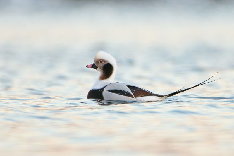 #bird #wildlife #nature #birdphotography Держим хвост пистолетомphoto preview