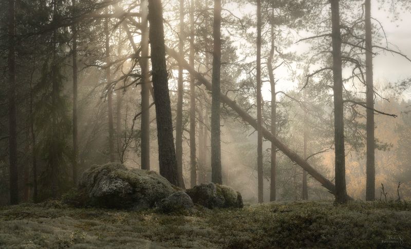 карельский перешеек, карелия, ленинградская область, дремучий лес, северный лес, в лесах под выборгом, пригороды петербурга, туман, первозданная природа, лучи через туман, сейд, гром-камень Октябрьский туманphoto preview