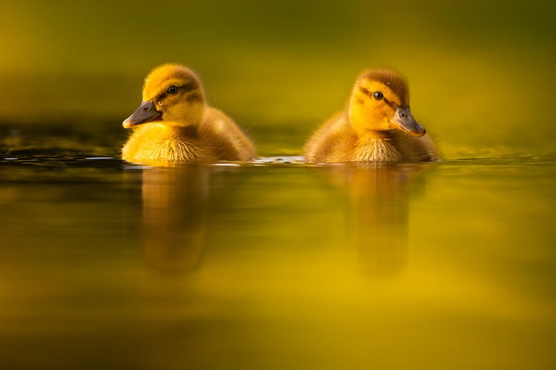 Ducklingsphoto preview