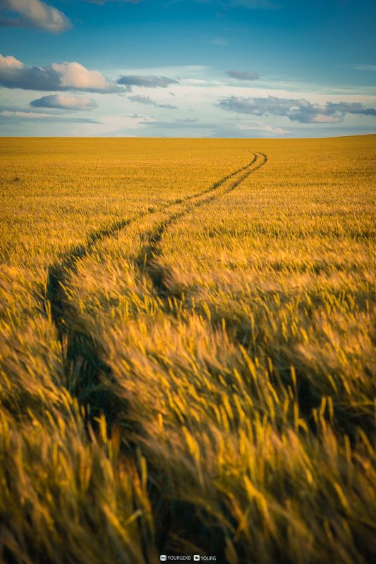 поле, вечер, закат, дорога,  Вечернее полеphoto preview