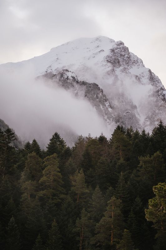 landscape, arkhyz, nature, forest, pine, trees, caucasus, spring, Minimalism.photo preview