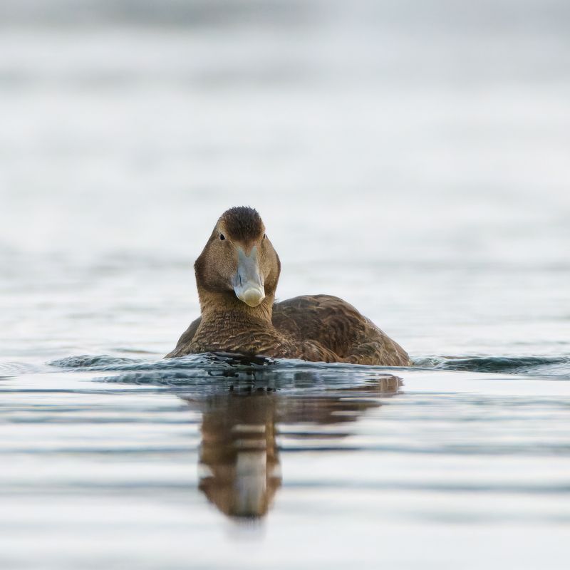 Гагаphoto preview