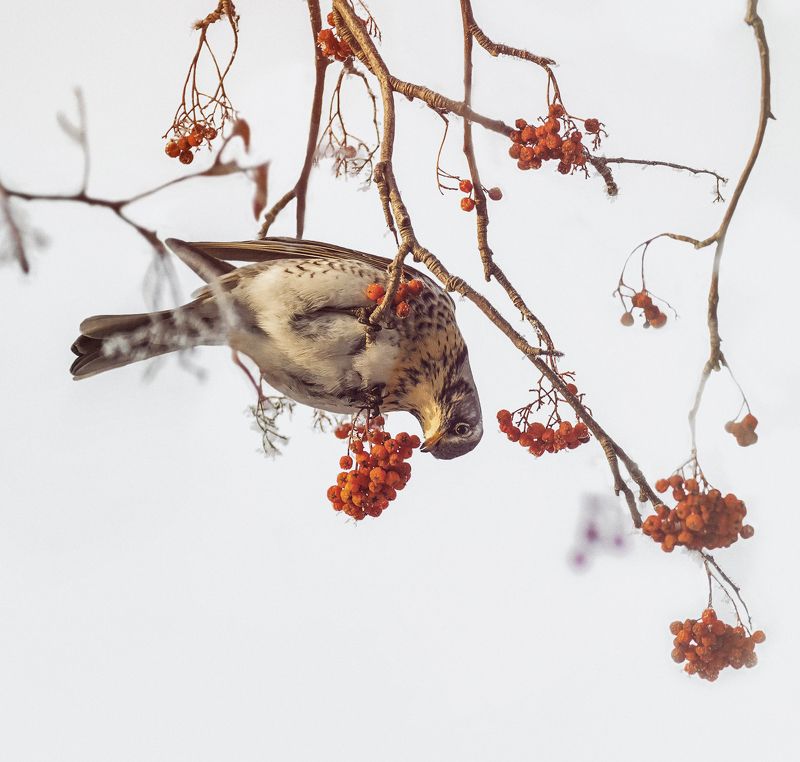 птица, дрозд рябинник, ягода, рябина, снег, зима, на рябине фото превью