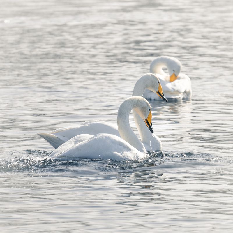 Лебеди… Swans…photo preview