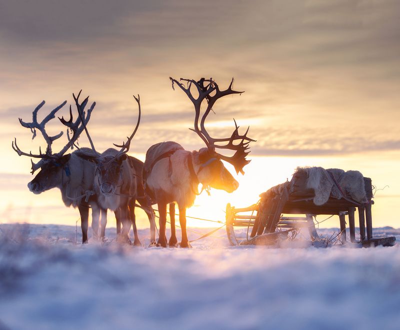 Ямалphoto preview