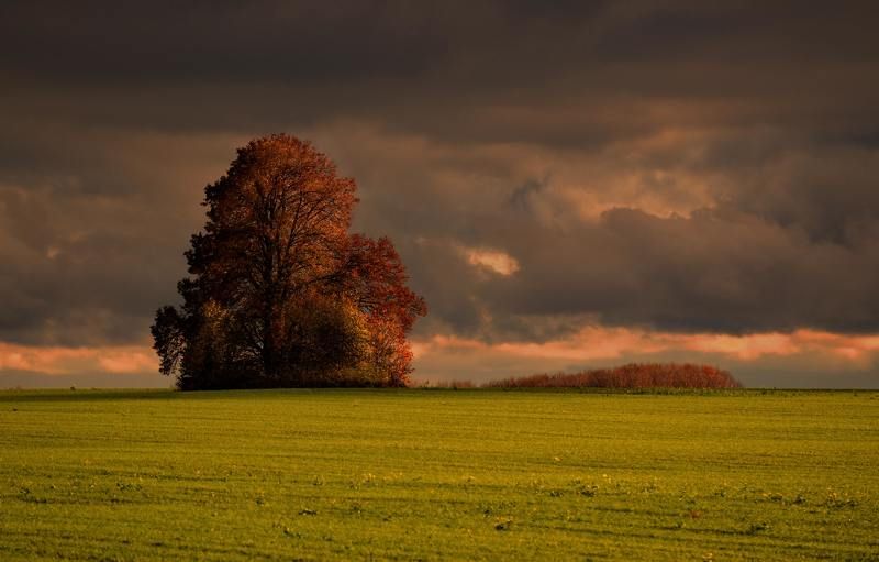 Осень, крупный план...photo preview