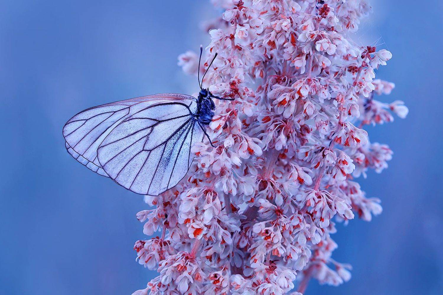 Безмолвие.... Автор: Sokolova Tatiana , Sokolova Tatiana