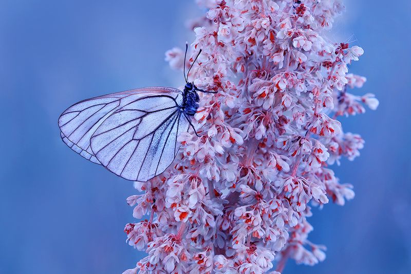 Безмолвие...photo preview