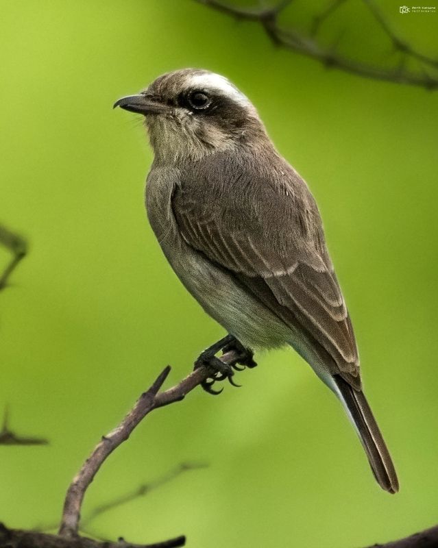 common woodshrike, tephrodornis pondicerianus, grk, greater rann of kutch, nature, 35awards, 35photo, wildlife, birds, birds of india, parth kansara, parth kansara wildlife, indian wildlife, photo, photography, kutch, birds of kutch, nakhatrana, kutch wil Common Woodshrike Tephrodornis pondicerianus)photo preview