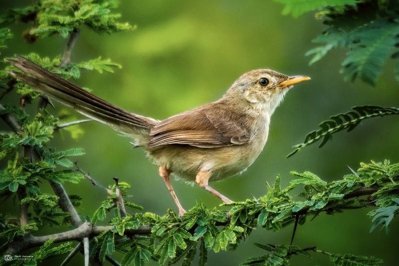 jungle prinia, prinia sylvatica, grk, greater rann of kutch, nature, 35awards, 35photo, wildlife, birds, birds of india, parth kansara, parth kansara wildlife, indian wildlife, photo, photography, kutch, birds of kutch, nakhatrana, kutch wildlife, Jungle Prinia (Prinia sylvatica)photo preview