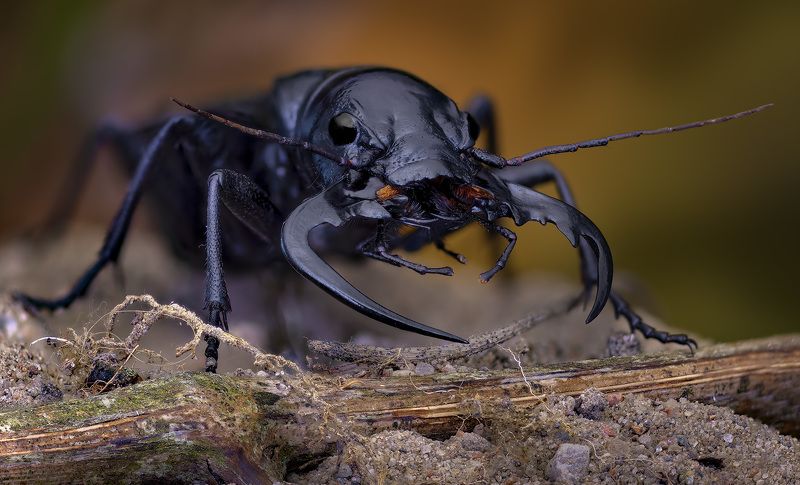 manticora, mygaloides Manticora mygaloidesphoto preview