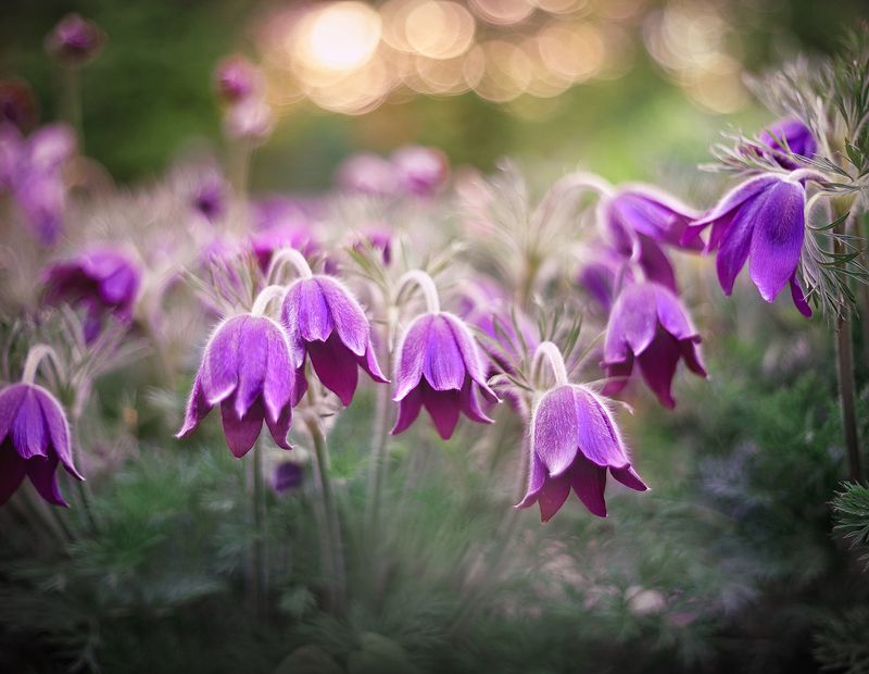 Сон-траваphoto preview