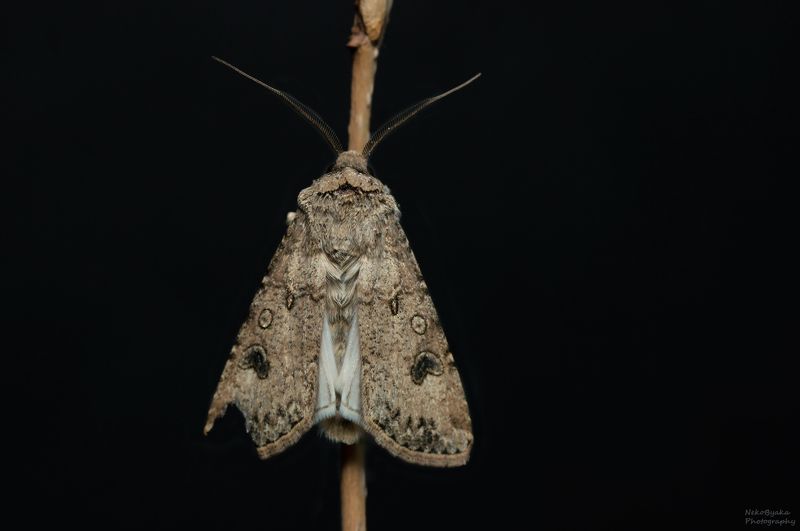 макро, природа, насекомые, бабочка, мотылек, macro, nature, insect, moth, butterfly Совка озимаяphoto preview