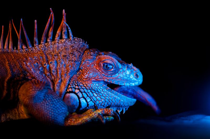 игуана анималистика портрет черный дома животные цветной свет Игиphoto preview