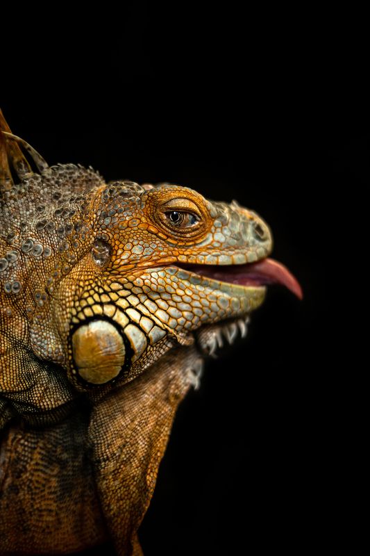 игуана анималистика портрет черный дома животные Хитрый взглядphoto preview