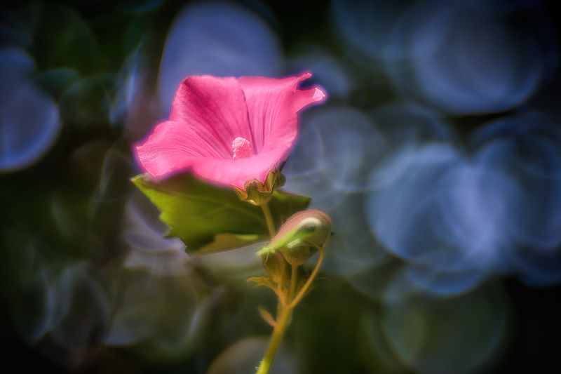 Летний танец.photo preview