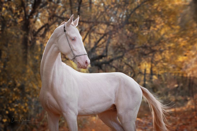 Лошадь, лошади, horse Памирхан photo preview