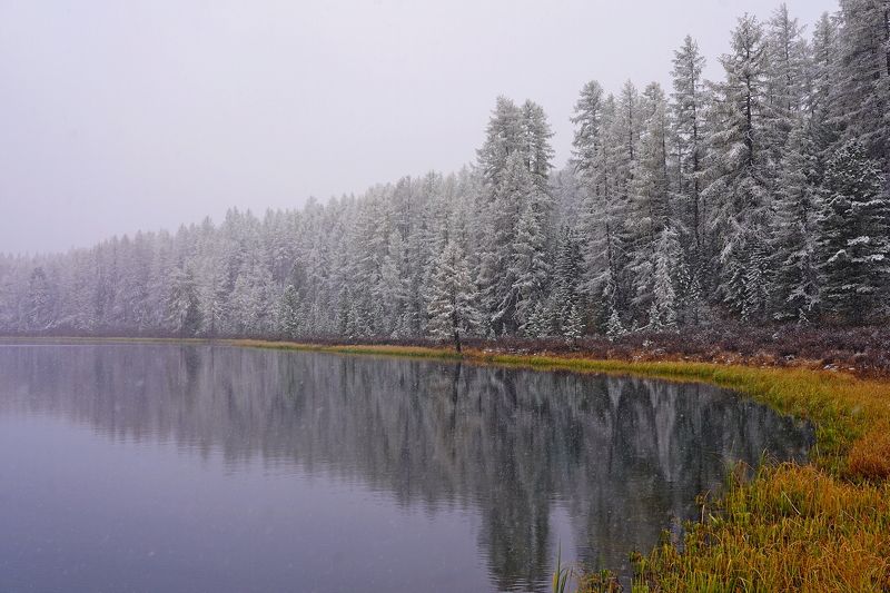 Киделю, озеро, отражение, лиственницы, Алтай, Россия Хмурое утро на Киделюphoto preview