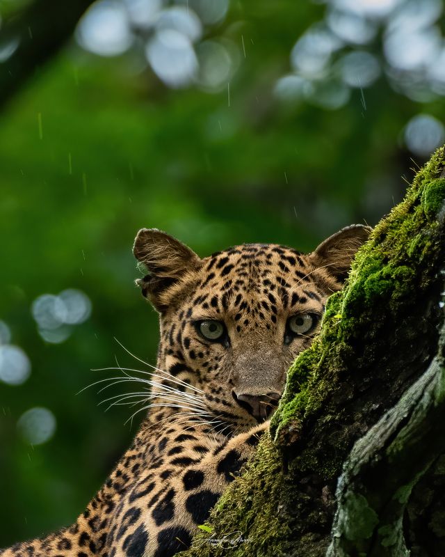 Birds Leopard India Karanataka birdphotography wildlife The Starephoto preview