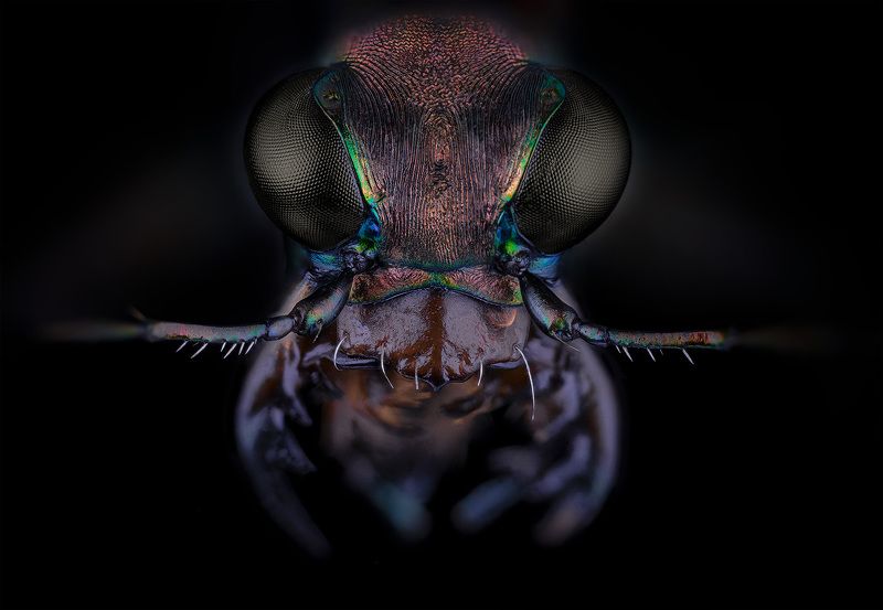 cylindera germanica, carabaeidae Cylindera germanicaphoto preview