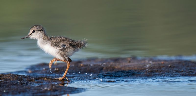 Юный спринтерphoto preview