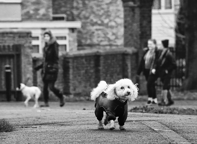 Братья наши меньшие фото превью