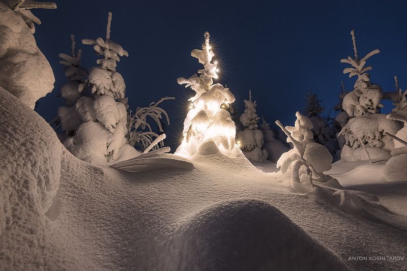 В лесу родилась Ёлочкаphoto preview