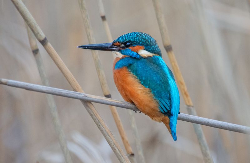обыкновенный зимородок (alcedo atthis). санкт-петербург, ноябрь 2022г. Обыкновенный зимородок (Alcedo atthis)photo preview