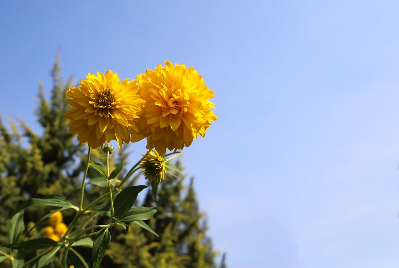 yllow, flowers, nature, lanscape, summer, autumn, bloom, blossom, garden, yard, sunny, country, countryside yellow decorative summer flowers фото превью