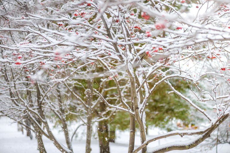 ноябрьphoto preview