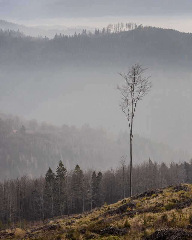 landscape, mountains, forest, woods, trees, tree, hiking, wood, outdoors, cz, czechrepublic, europe, valassko, beskydy, sigma, nikon, art, nature, beauty, scenery, outside, countryside, day, mist, fog Одиночествоphoto preview