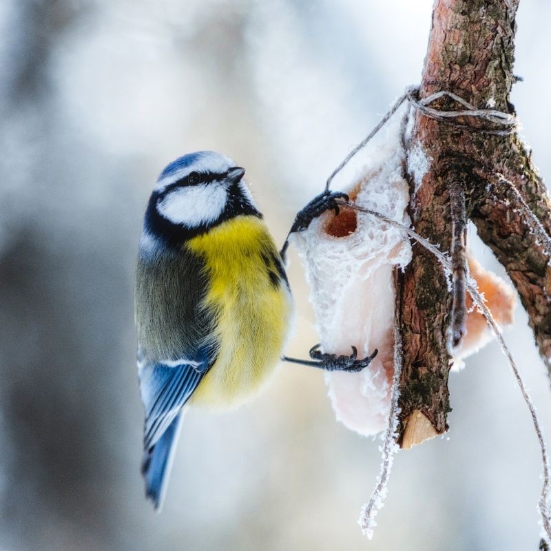 лазоревка, птицы Обыкновенная лазоревкаphoto preview