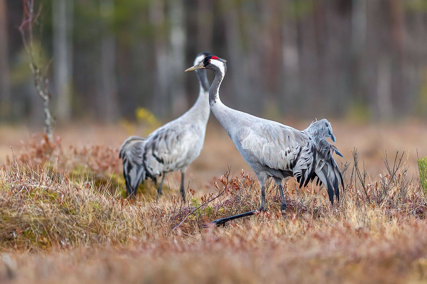 , Калинин Михаил