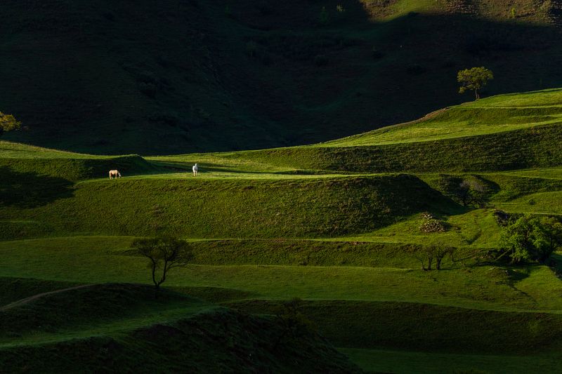 mountains, terrasses, horses Horses and terrassesphoto preview