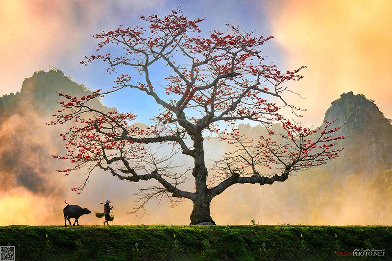 quanphoto, landscape, nature, sunset, sundown, rural, countryside, buffalo, farmer, tree, flowers, vietnam Rural Sunsetphoto preview