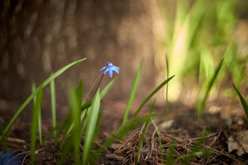 весна, гелиос, цветок, природа, сад Однажды весной.photo preview