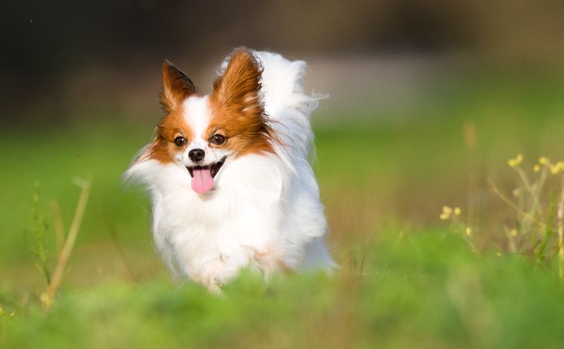 domestic animal photo preview