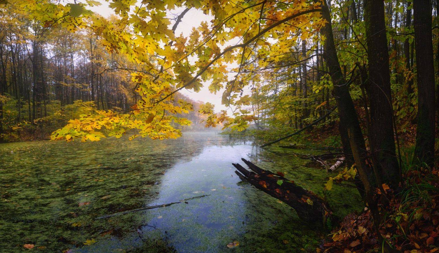 Об одном щегловском пруде. Автор: Сергей Кочергин тула, щегловская засека, высокое, Сергей Кочергин