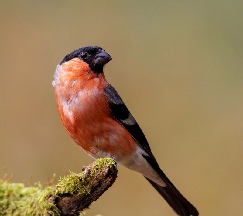 снегирь, птица, фотоохота, bullfinch, birds, птицы Снегирьphoto preview